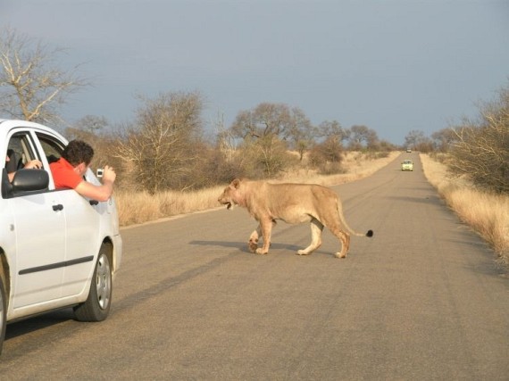 Kruger National Park (52 pics)