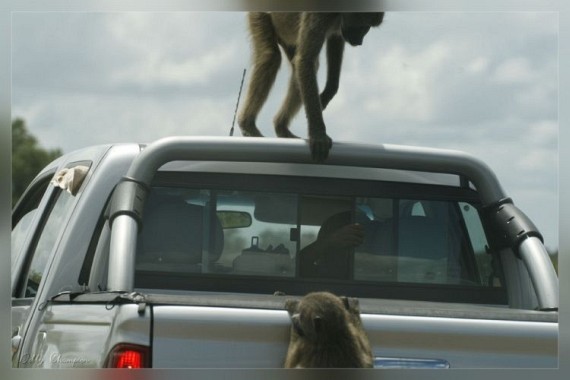Kruger National Park (52 pics)