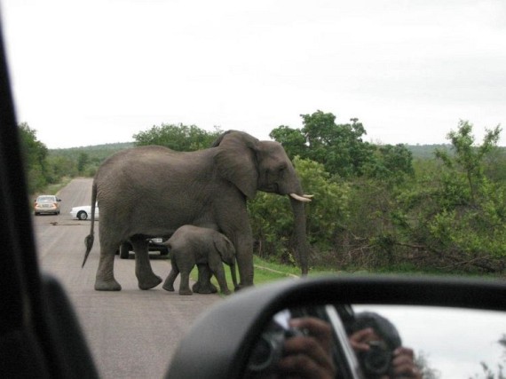Kruger National Park (52 pics)