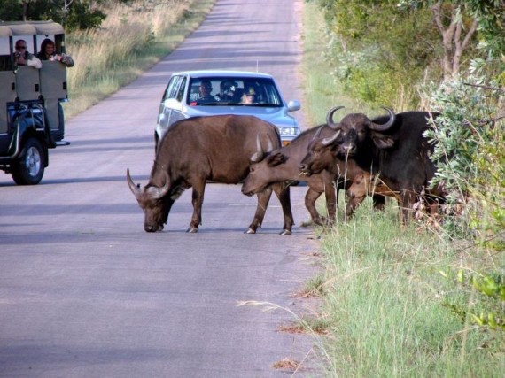 Kruger National Park (52 pics)