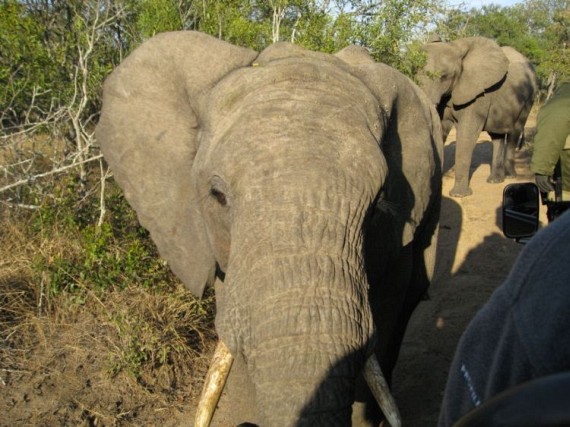 Kruger National Park (52 pics)