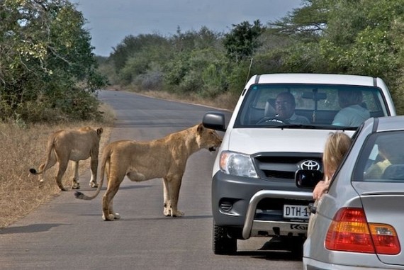 Kruger National Park (52 pics)