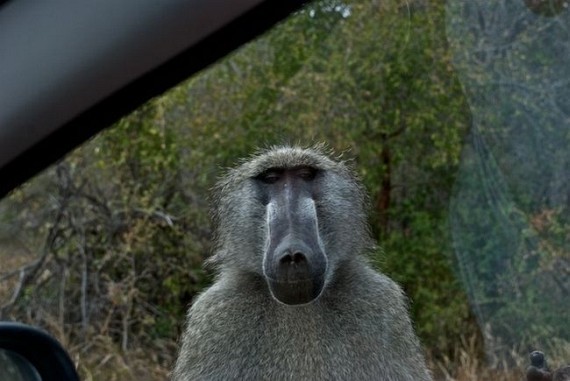 Kruger National Park (52 pics)