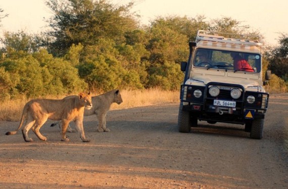 Kruger National Park (52 pics)