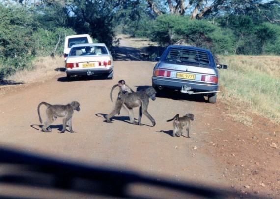 Kruger National Park (52 pics)
