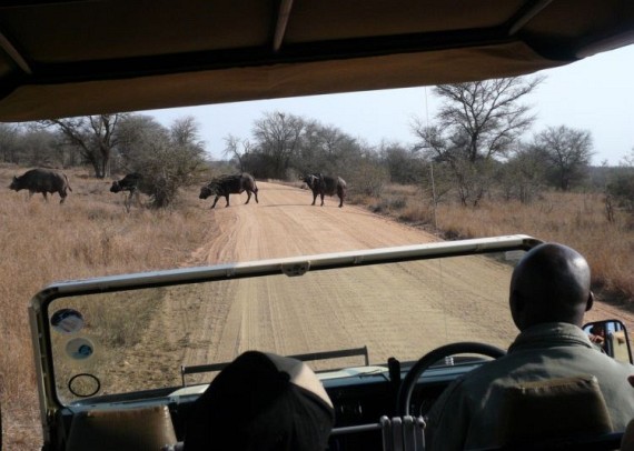 Kruger National Park (52 pics)