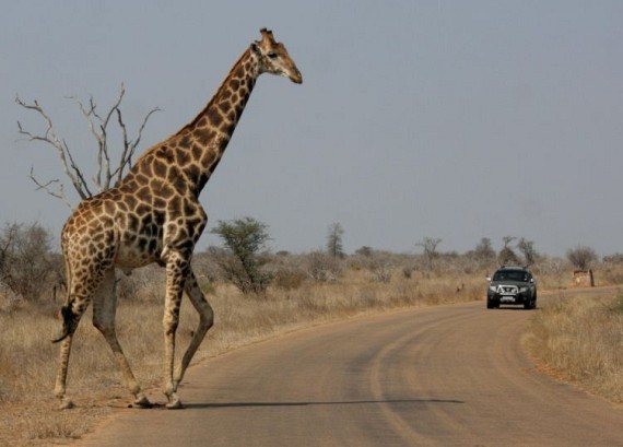 Kruger National Park (52 pics)