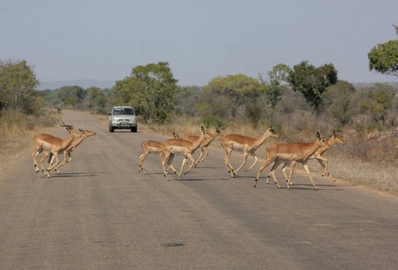 Kruger National Park (52 pics)