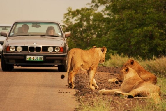 Kruger National Park (52 pics)