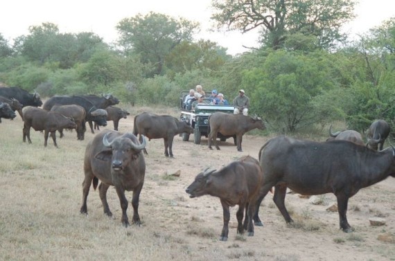 Kruger National Park (52 pics)