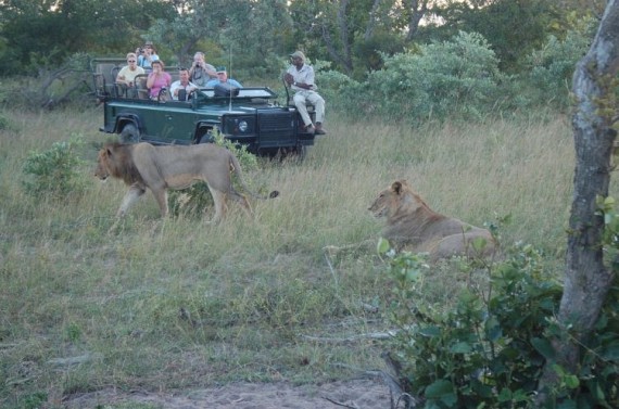 Kruger National Park (52 pics)