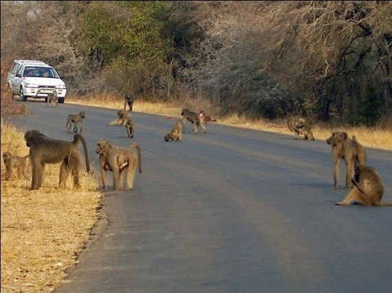 Kruger National Park (52 pics)