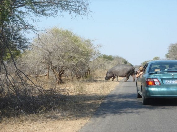 Kruger National Park (52 pics)