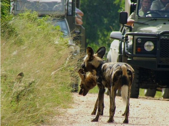 Kruger National Park (52 pics)