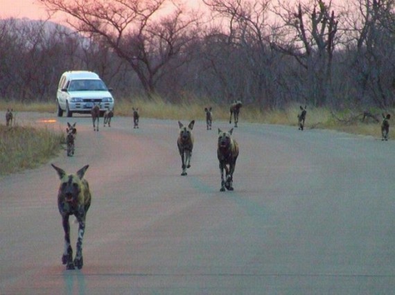 Kruger National Park (52 pics)