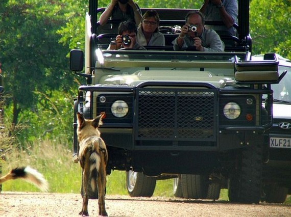 Kruger National Park (52 pics)
