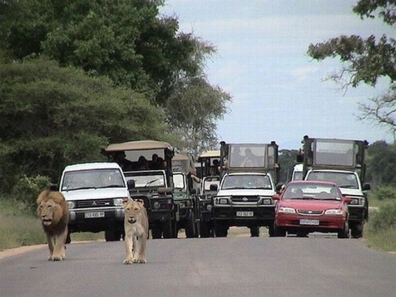 Kruger National Park (52 pics)