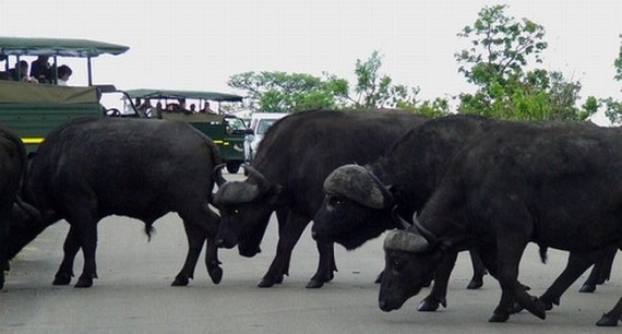 Kruger National Park (52 pics)