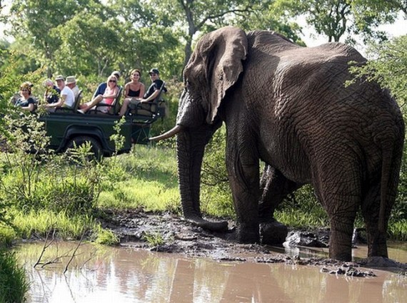 Kruger National Park (52 pics)