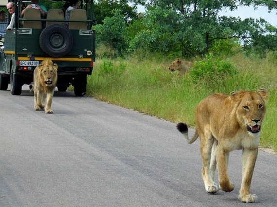 Kruger National Park (52 pics)