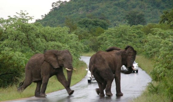 Kruger National Park (52 pics)