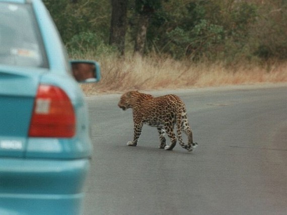 Kruger National Park (52 pics)