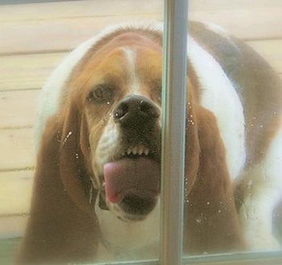 Animals through the glass (50 pics)