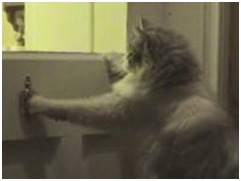 Funny cat using the door knocker! (2.1 Mb)