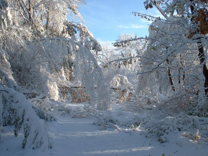 1Western MA October 2011 Snow Storm Damage (28 pics)