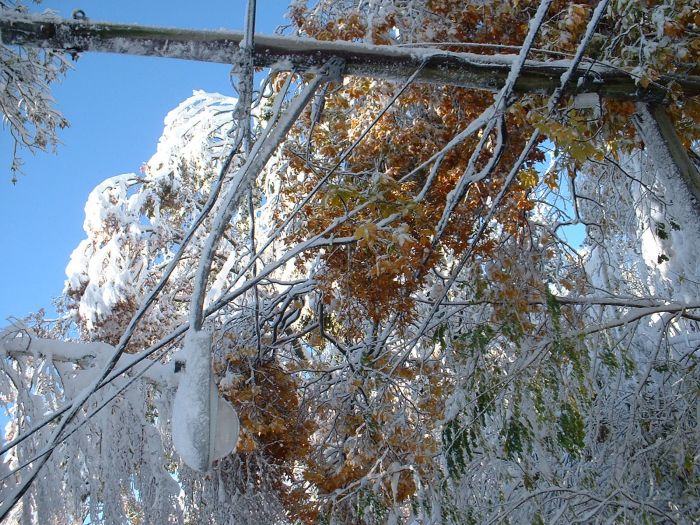 1Western MA October 2011 Snow Storm Damage (28 pics)