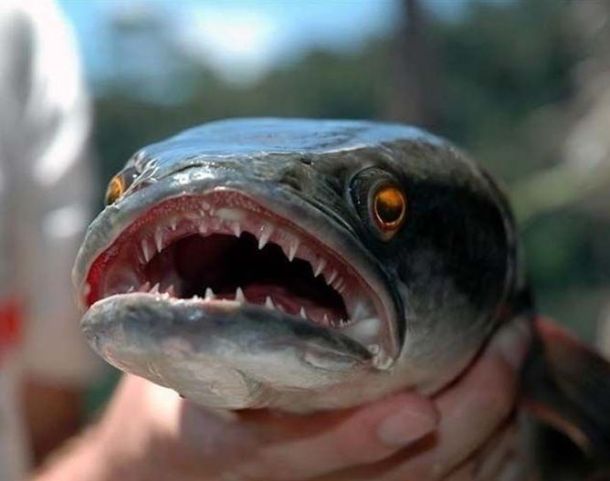 Acid picdump (163 pics)