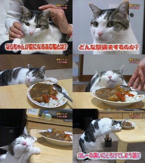 Acid picdump (163 pics)