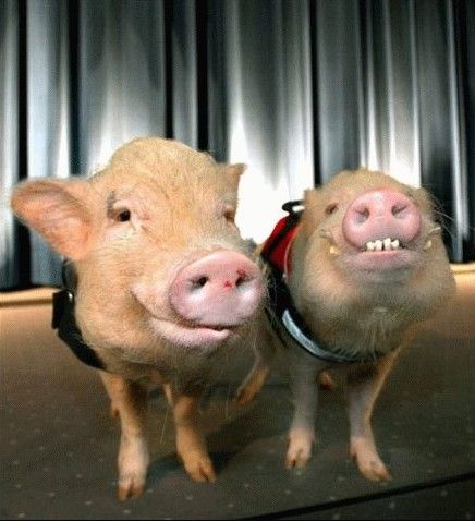 Acid picdump (163 pics)