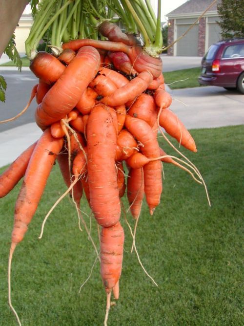 Acid picdump (163 pics)