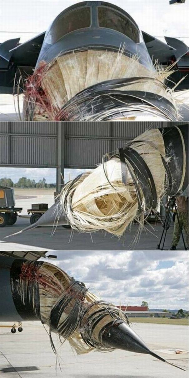 Birds vs Planes (25 pics)