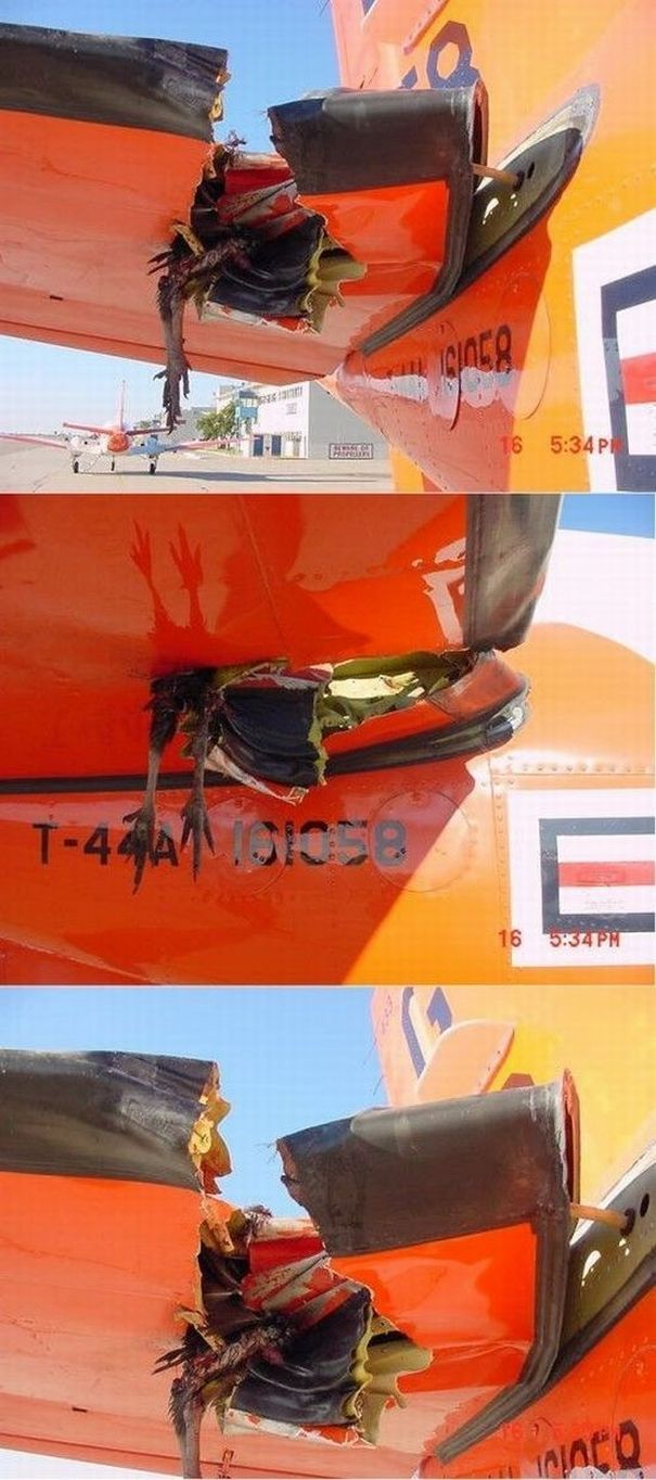 Birds vs Planes (25 pics)