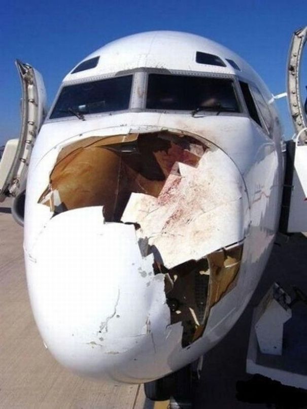 Birds vs Planes (25 pics)