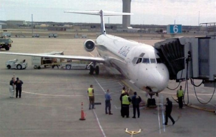 Birds vs Planes (25 pics)