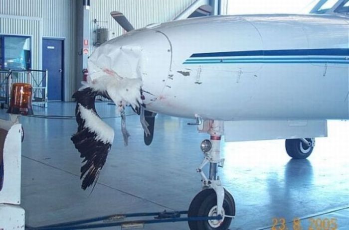 Birds vs Planes (25 pics)