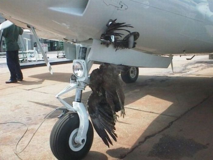 Birds vs Planes (25 pics)