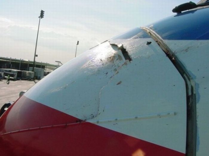 Birds vs Planes (25 pics)