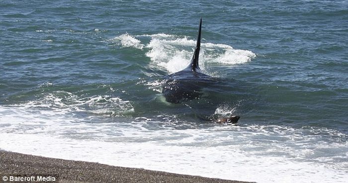 Seal escapes killer whale (4 pics)