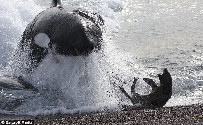 Seal escapes killer whale (4 pics)