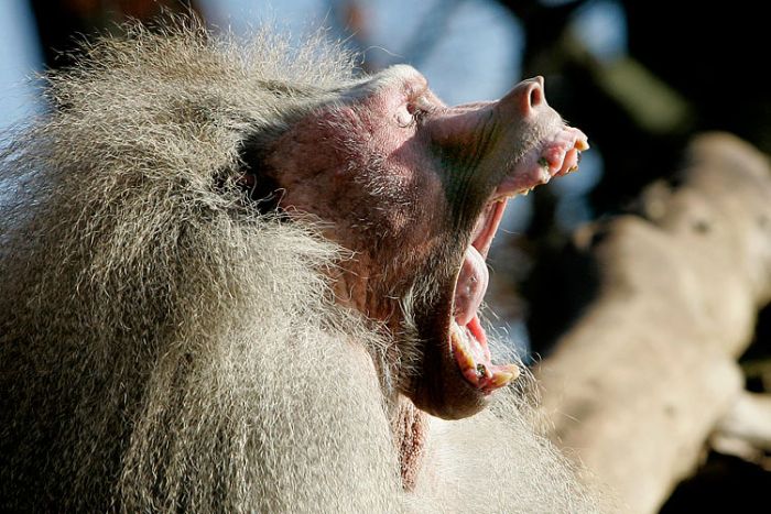 Yawning animals (23 pics)