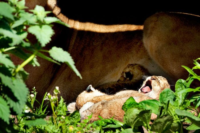 Yawning animals (23 pics)