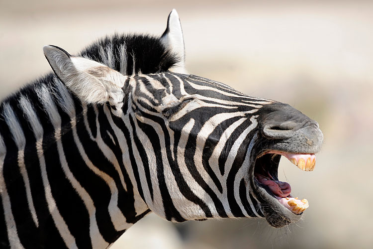 Yawning Animals 23 Pics