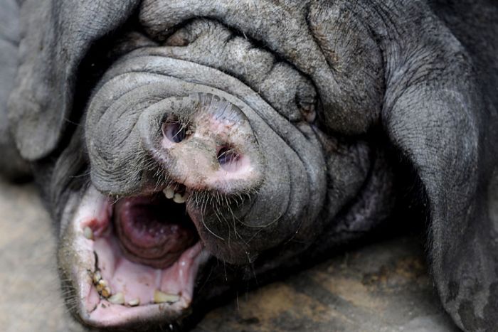 Yawning animals (23 pics)