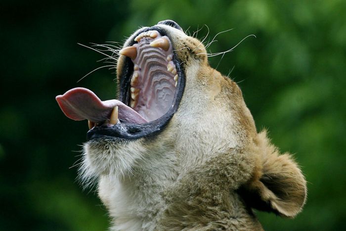 Yawning Animals 23 Pics