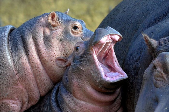Yawning animals (23 pics)