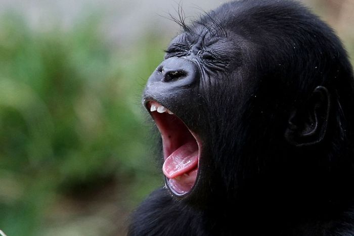 Yawning animals (23 pics)